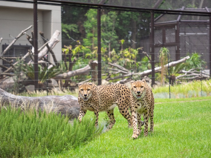 chiba zoo heigenzone hyo 1