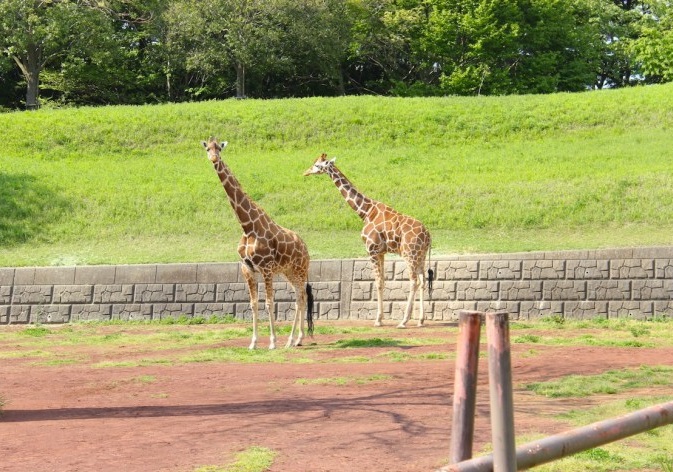 chiba zoo heigenzone kirin 1