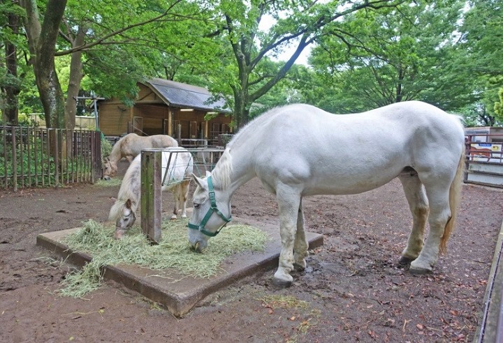 chiba zoo kodomozone uma 1