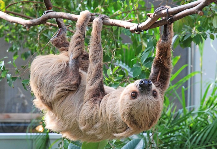 chiba zoo museum namakemono 1