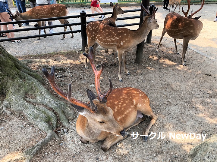 miyajima shika 1