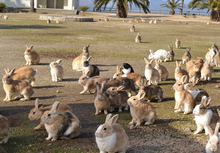 okunoshima usagi 2