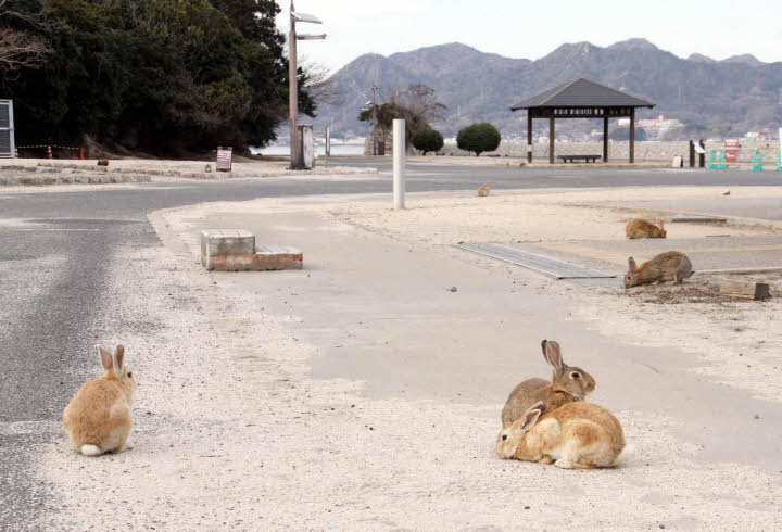 okunoshima usagi 3