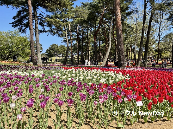 flower garden 1