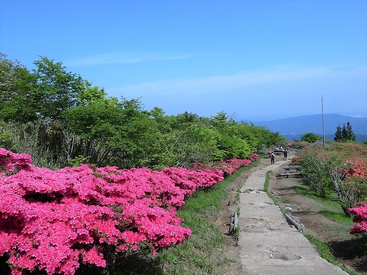 otatsuishi course tsutsuji 1