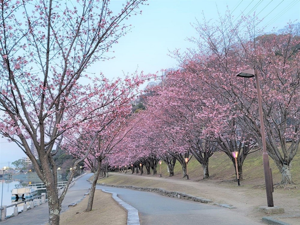 tokushima park 8