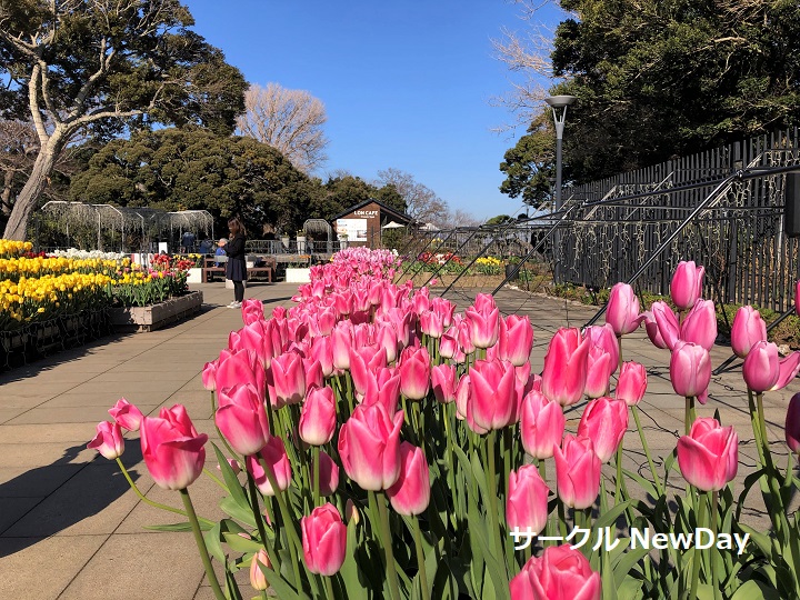 enoshima cocking 4