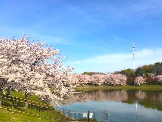 hanahaku sakura 2