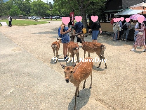 narapark 2