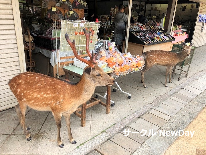 narapark shika 10