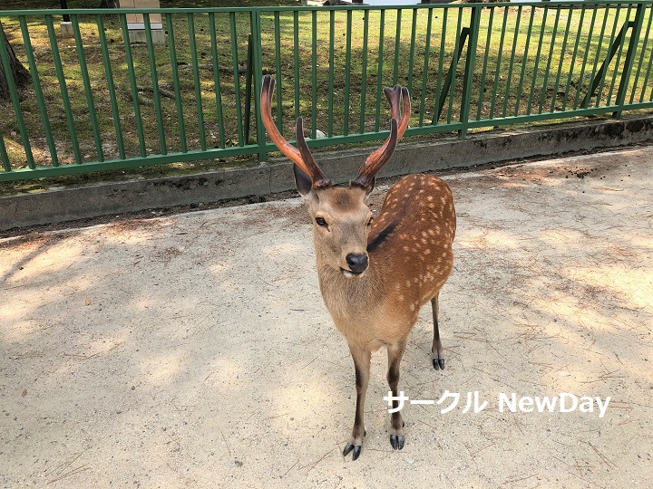 narapark shika 4