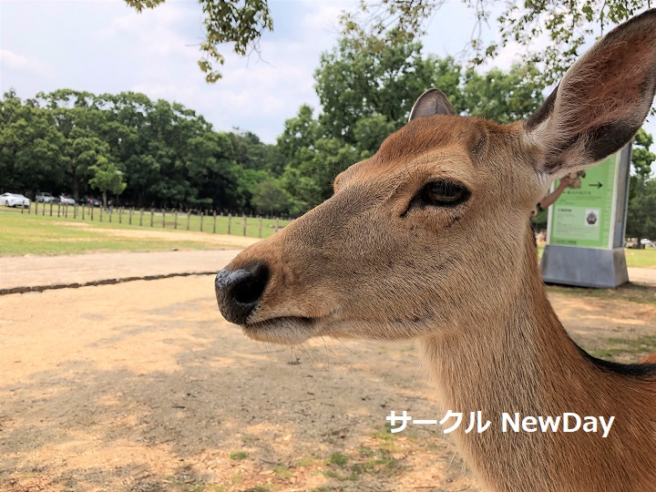 narapark shika 6