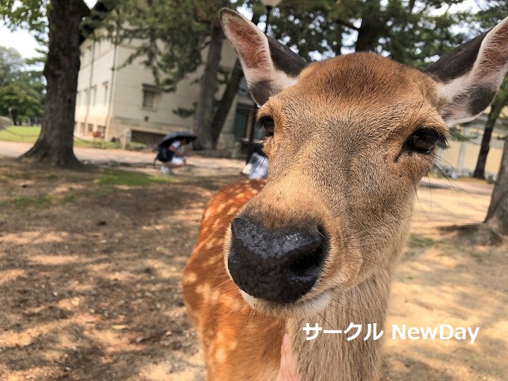 narapark shika 7