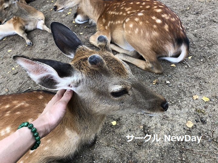 narapark shika 8