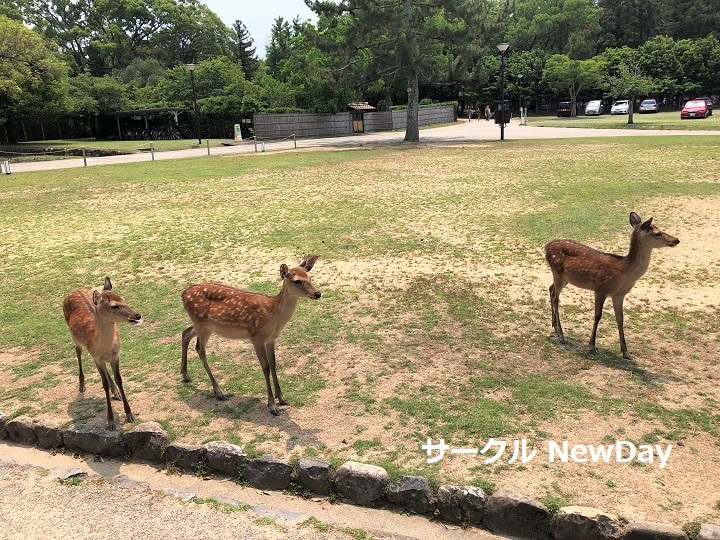 narapark shika 9