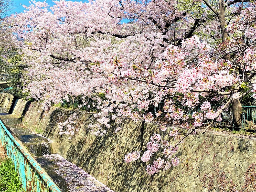 aotanipark sakura 1