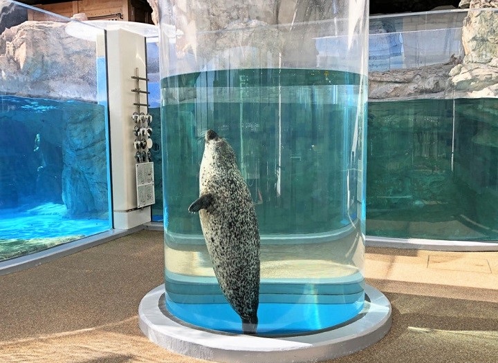 kyoto aqua azarashi 1