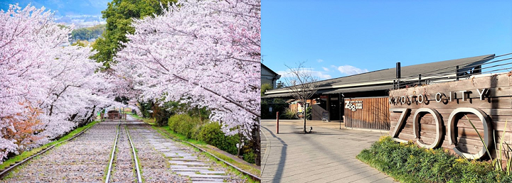 kyoto zoo mid 1