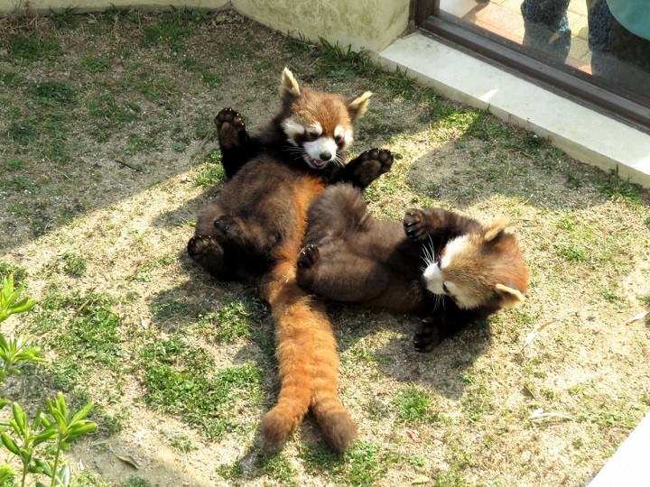 kyoto zoo panda 1