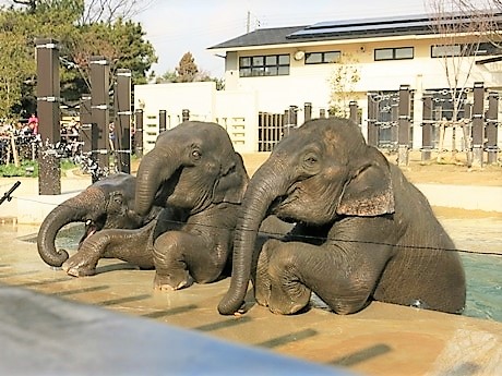 kyoto zoo zou 1