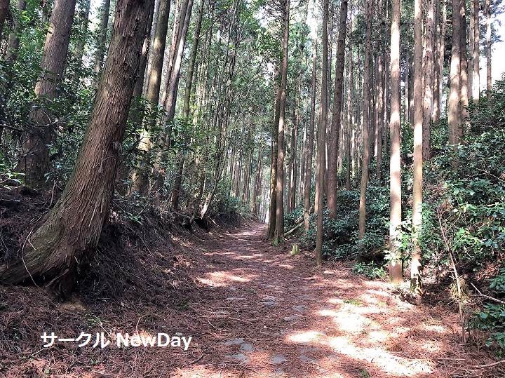 hakone kyukaido 4