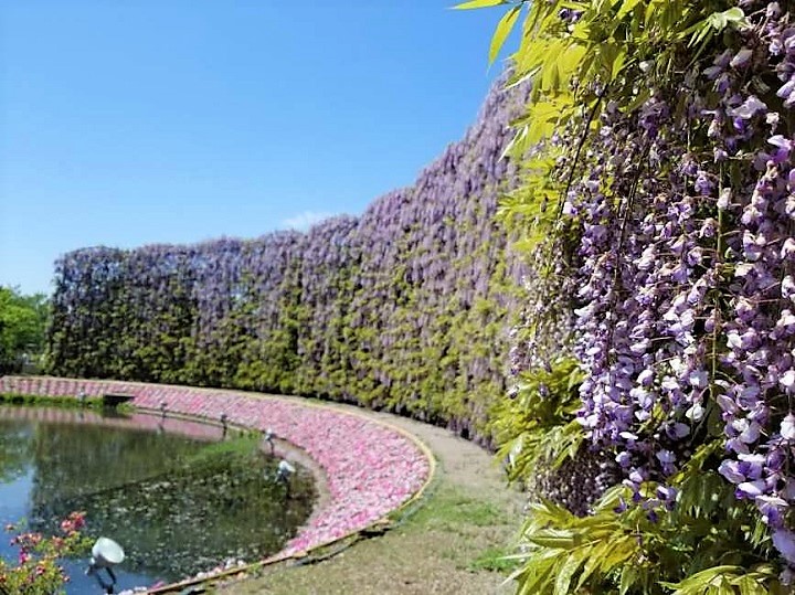 ashikaga flower hana 2