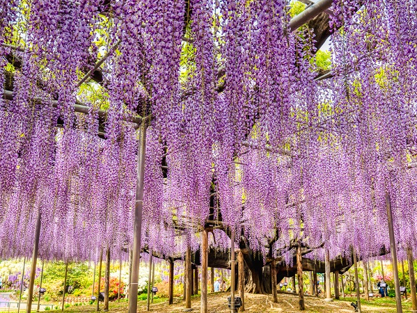 ashikaga flower hana 3