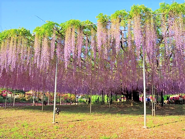 ashikaga flower hana 4