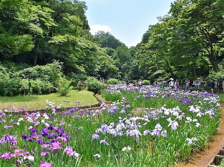 meijijingu gyoen 2