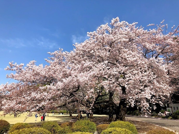 sakura park 1