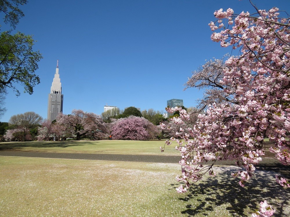 shinjukugyoen shibafu 2