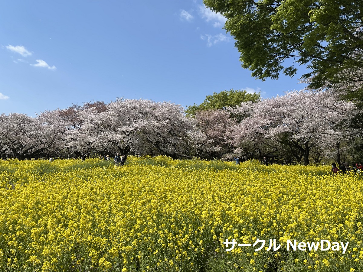 harapa east aburana sakuara 1