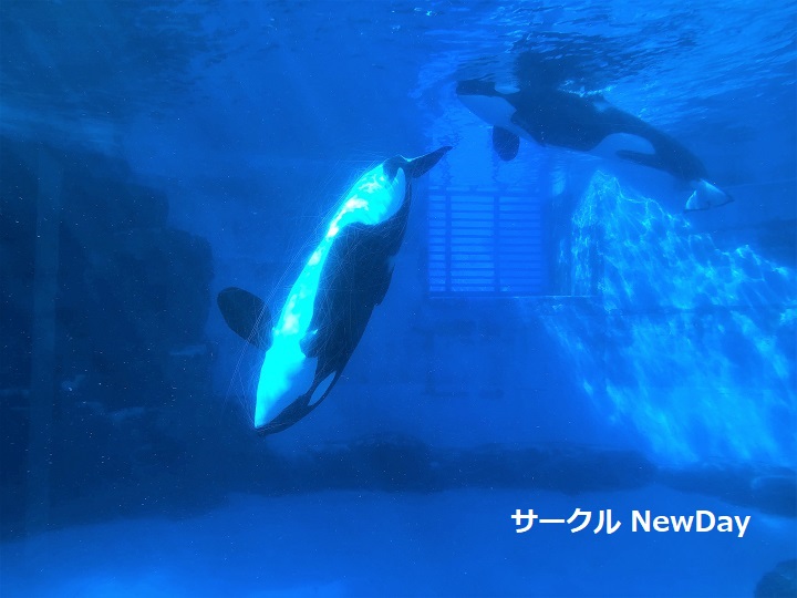 nagoya aqua north shachi 1