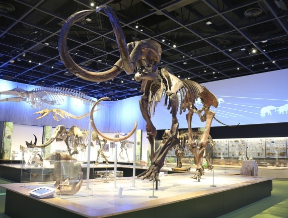 natural museum 1