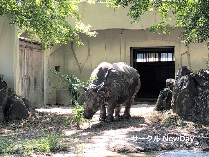 higashiyama zoo ushi 1