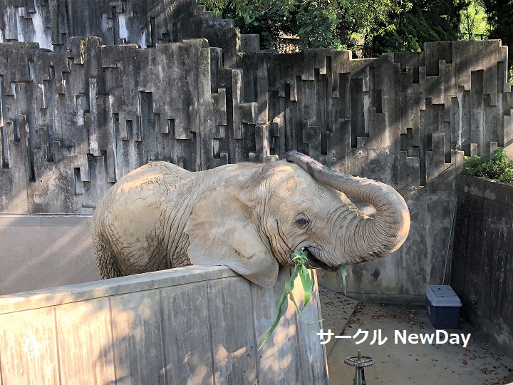 higashiyama zoo zou 2