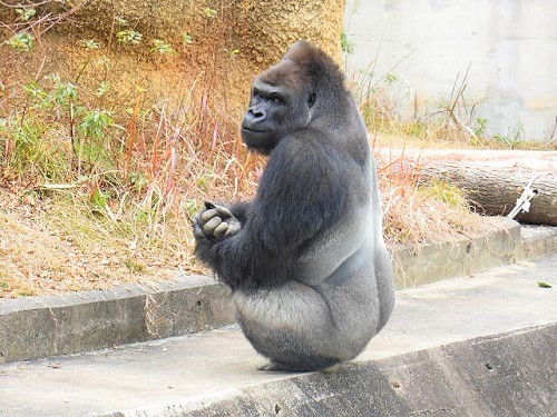 nagoya zoo gorira 3