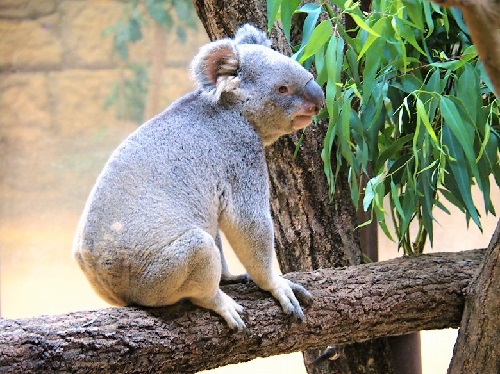 nagoya zoo koara 1