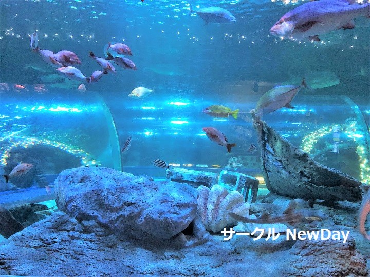shinagawa aqua suisou 4