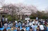 お花見イベント・参加者の声